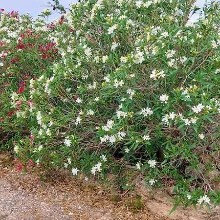 Pardalot -rooms- Villa Benicarló
